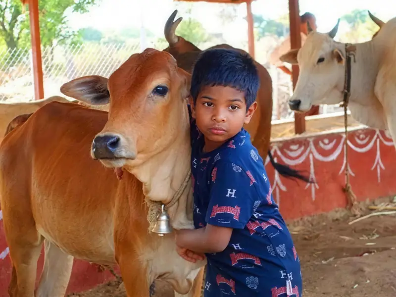 A young boy lovingly hugging a brown cow at the goshala